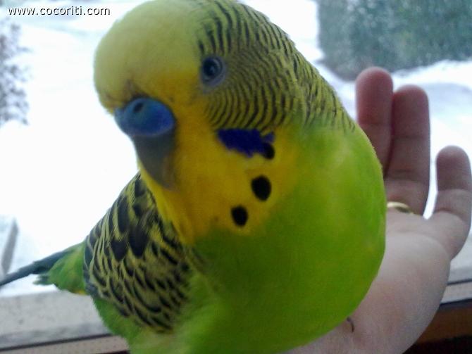 faccino dolce